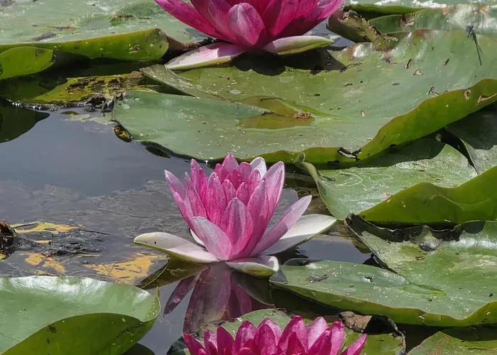 Igazgyoengy * Zalakaros